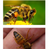 1 Пчела украинская степная — особенности, внешний вид.