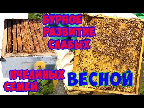 Развитие слабых пчелиных семей весной.Что делать, если Ваши пчелы слабые.