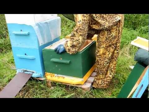 Пчеловодство для начинающих видео. www.kupi-uley.ru