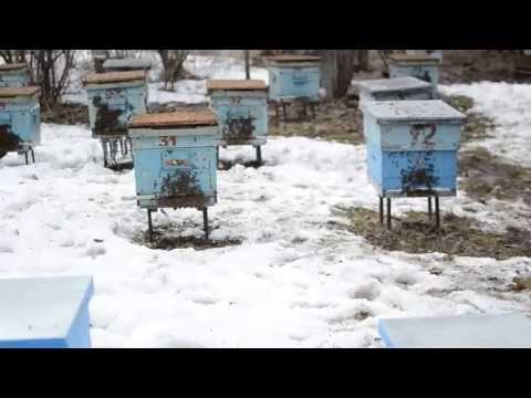 Выставка пчёл из зимовника в 2013г.