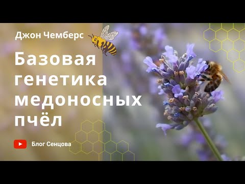 Базовая генетика медоносных пчел для пчеловодов (Джон Чемберс)