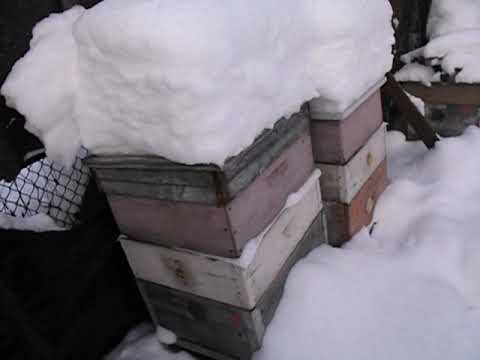 ошибки пчеловода - подкормка пчел зимой