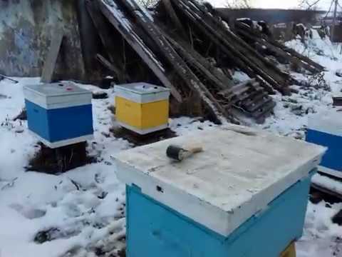 Зимняя подкормка пчел канди (30 января 2018 г.)