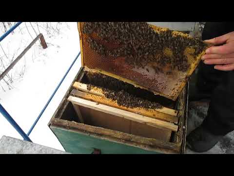 Работы на пасеке в марте Состояние пчелиных семей