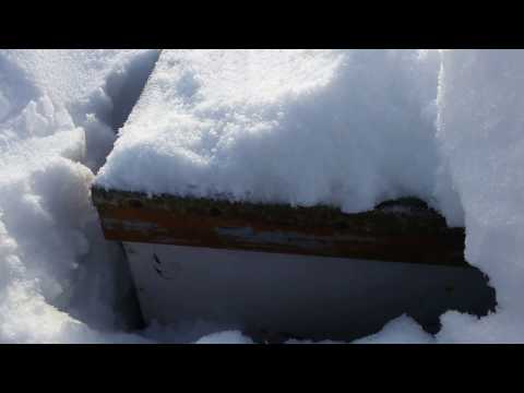 Как происходит вентиляция улья при зимовке под снегом
