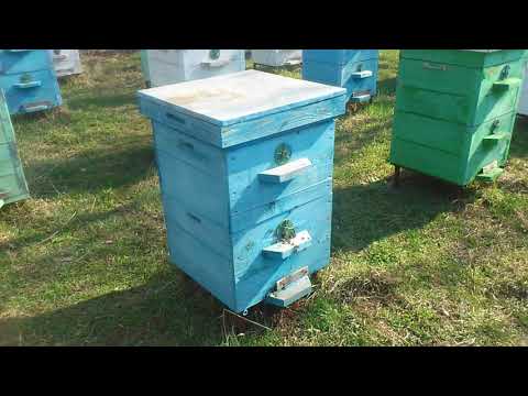Профессиональный подход в разведении пчел при расширении пчелосемьи весной