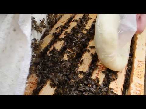 Как сделать канди для пчел видео. Зимняя подкормка пчел