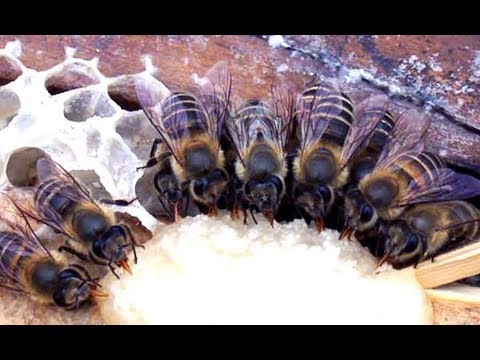 Подкормка пчел зимой 2018год-почему осыпаются пчелы