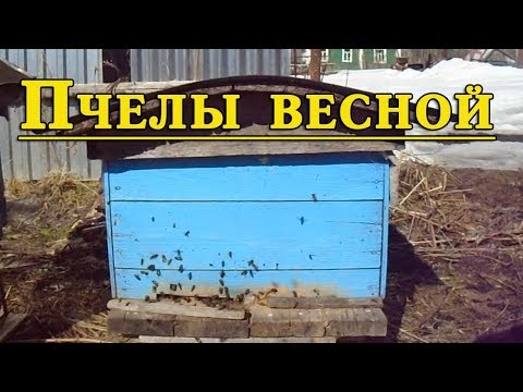 Пчелы весной Жизнь на пасеке 2018