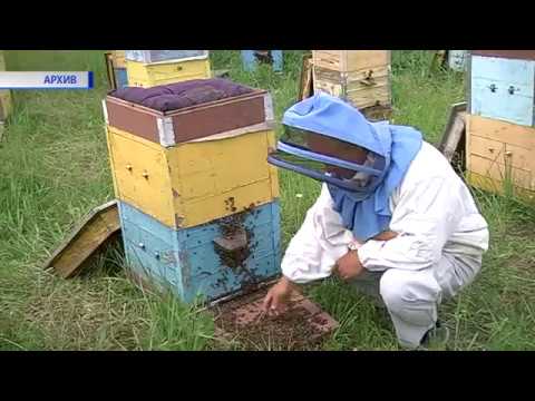 Курские пчеловоды объединились в ассоциацию.