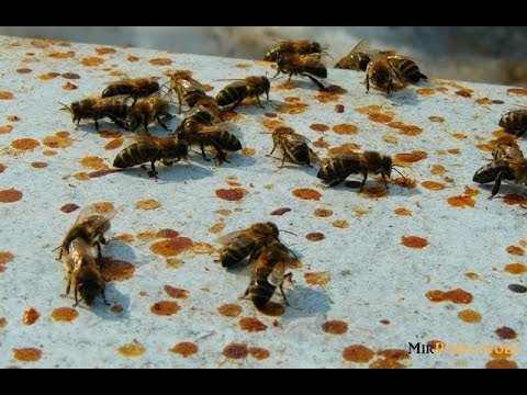 Февраль первый очистительный облёт пчёл 10. 02. 2019. часть 1