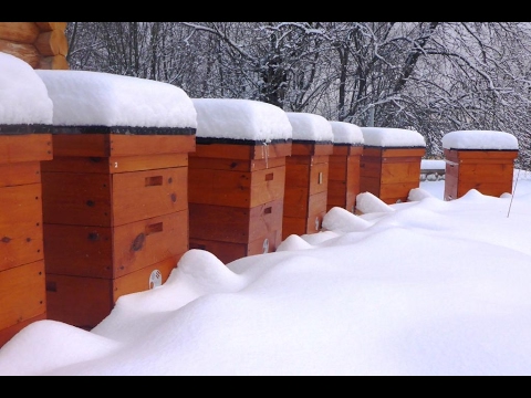 Самый простой и надежный способ подкормки пчел зимой