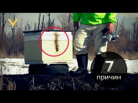 7 причин поноса пчёл во время зимовки