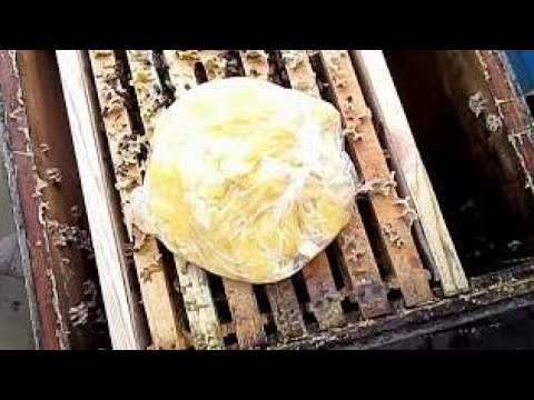 Пчеловодство , первая подкормка пчел мёдом . Для подстраховки.