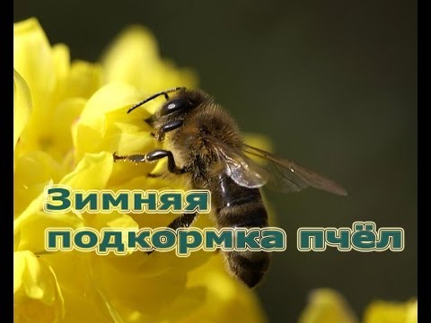 Пчеловодство: зимняя подкормка пчёл мёдом)